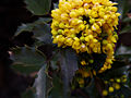 Mahonia aquifolium IMG_3663 Mahonia pospolita